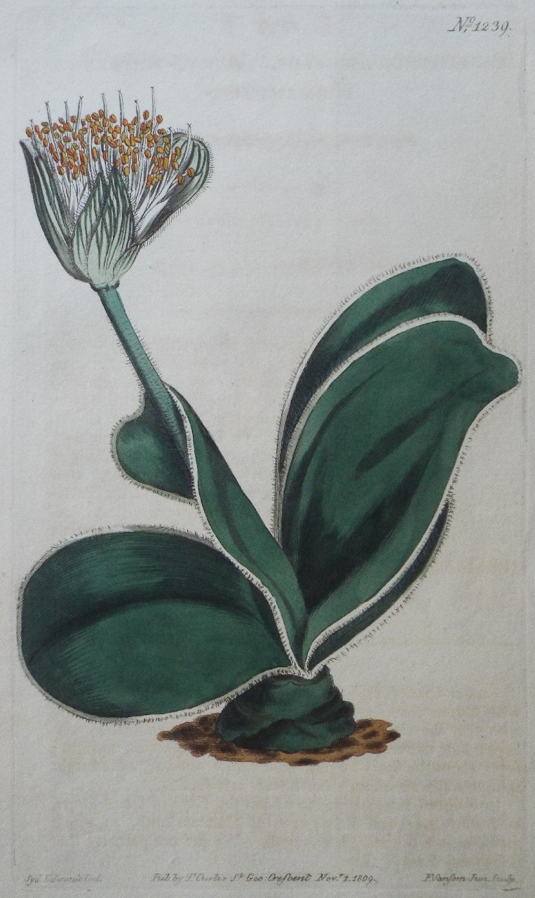 Print - No. 1239 (Haemanthus Albiflos. White-Flowered Haemanthus.) - Sansom